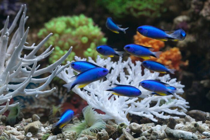 Barriera corallina
