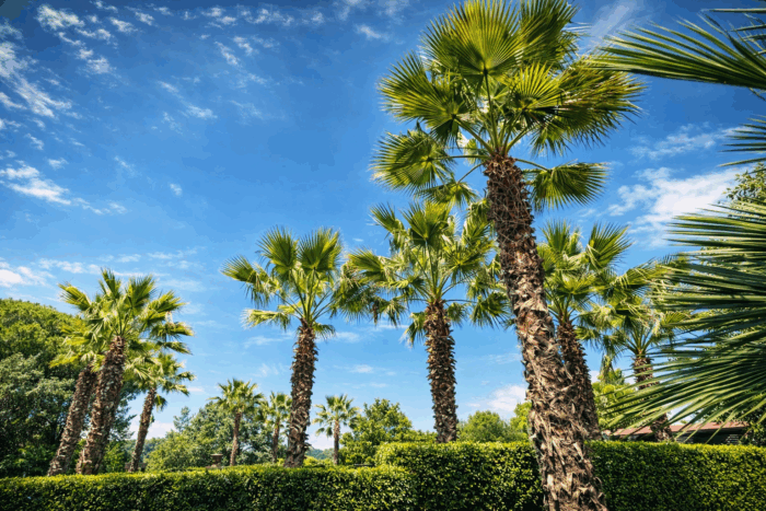 Magnolia Resort, Palme